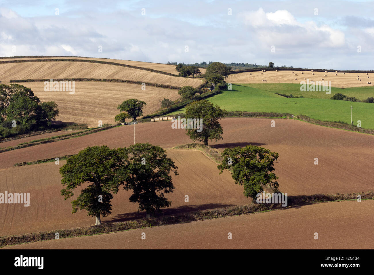 rolling devon fields and devon banks near Dunsford,Teign Valley