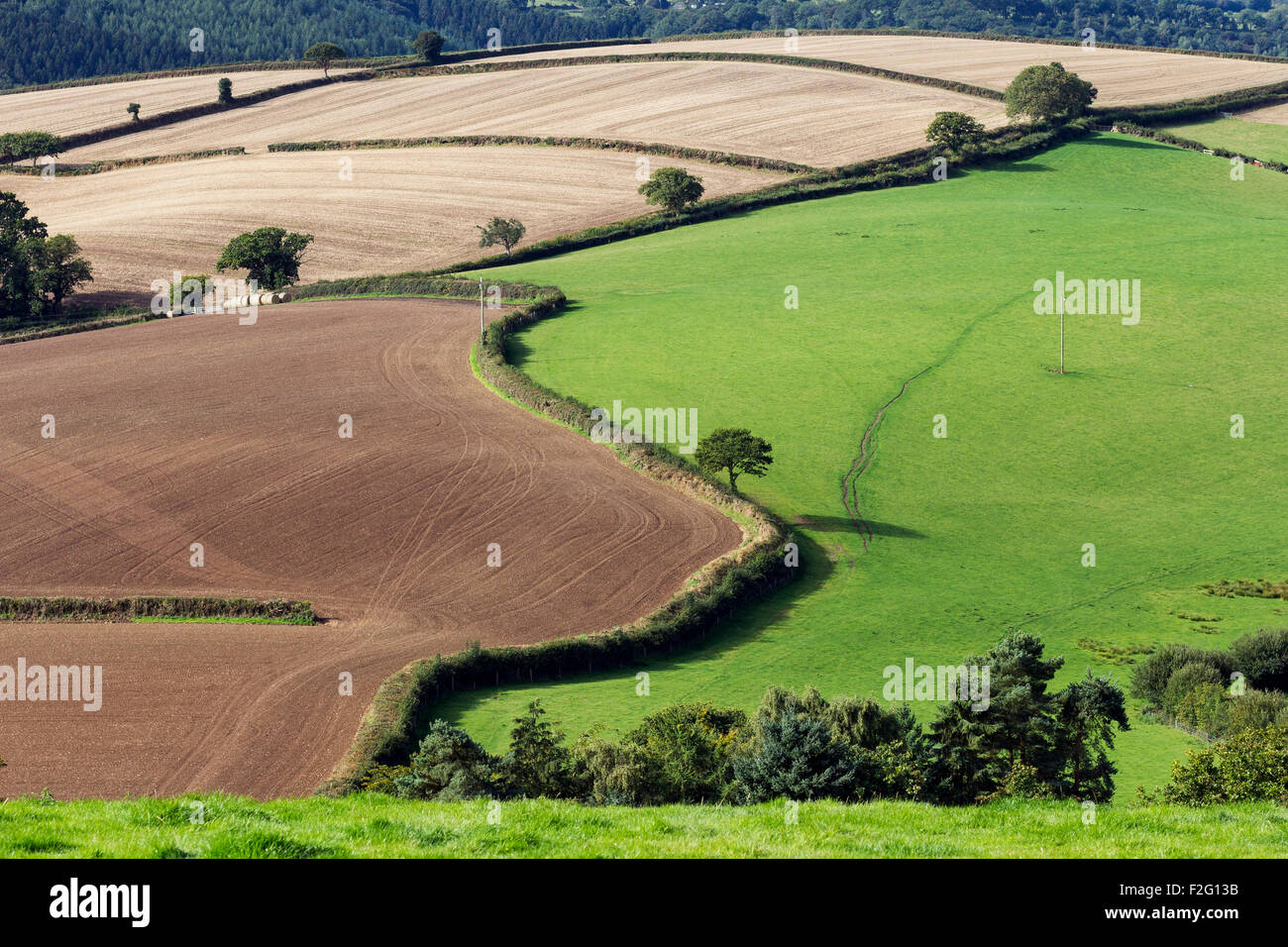 Cob and Thatch cottage in rolling devon fields and devon banks near