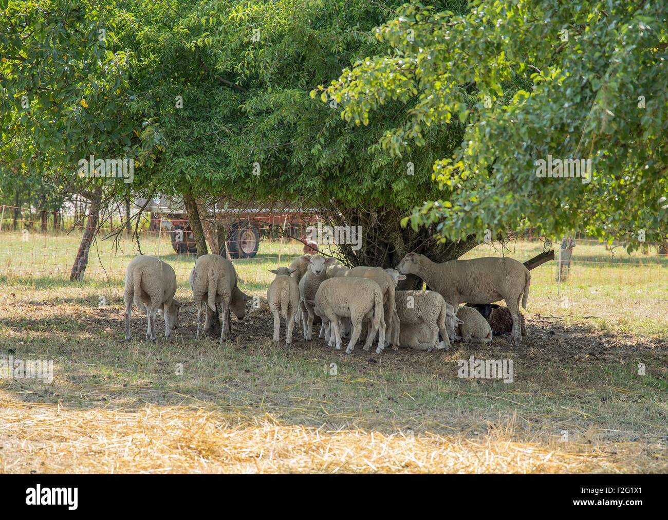 some sheep in the shade around a tree in rural ambiance Stock Photo