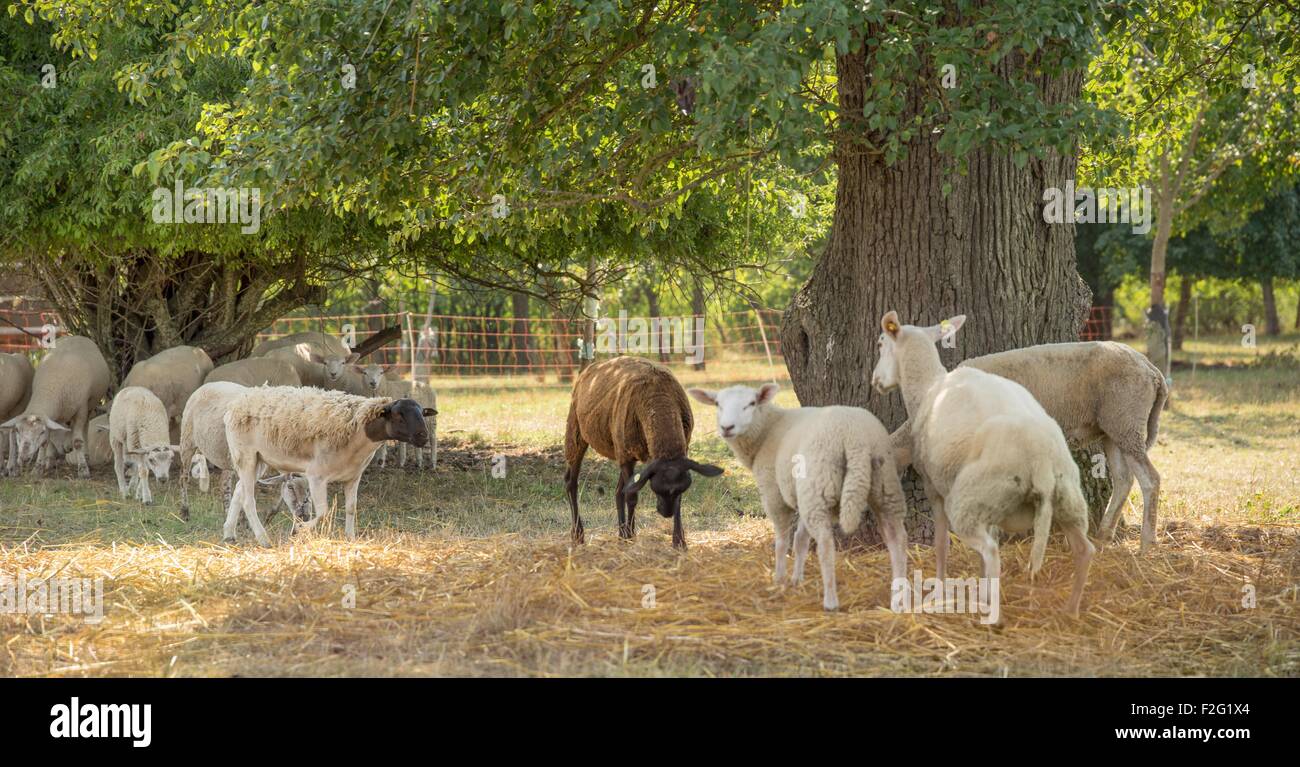 some sheep in the shade around a tree in rural ambiance Stock Photo