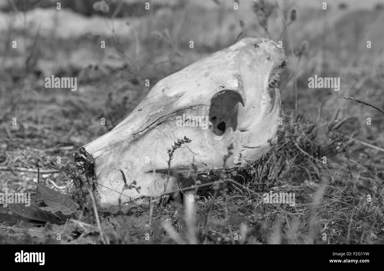 black and white toned picture of a wild pig skull on grassy ground Stock Photo