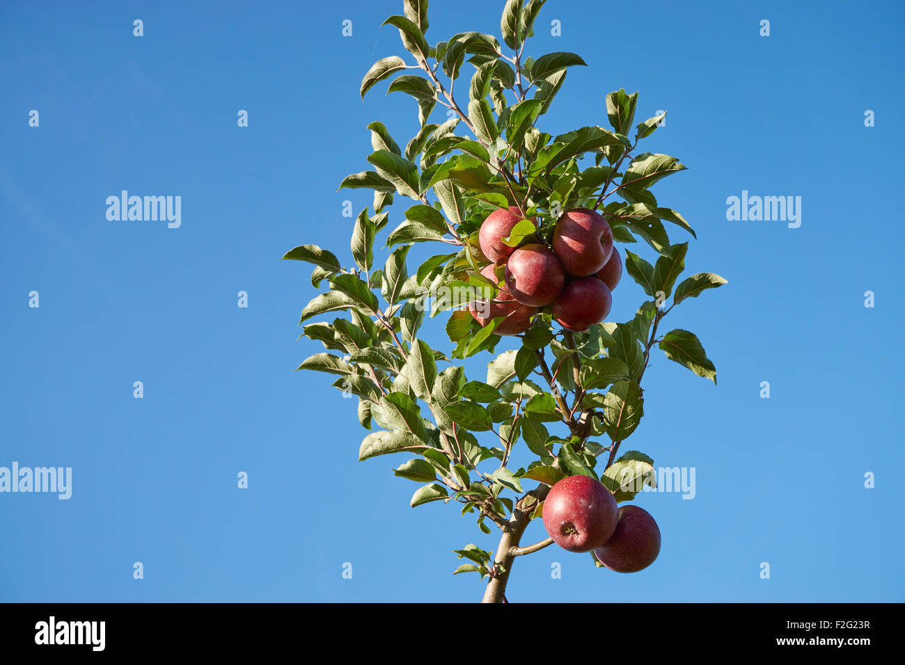 apples ripening on a tree near Lancaster, Pennsylvania Stock Photo