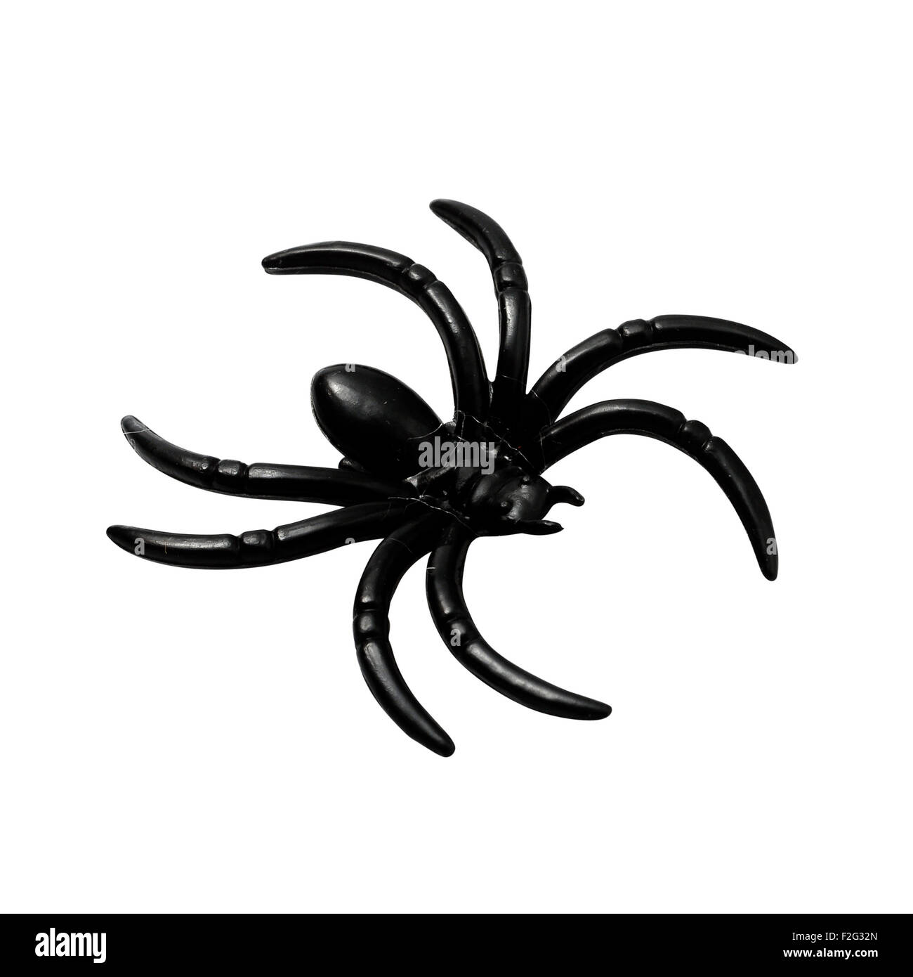 Close up of Halloween black spider isolated on white background by clipping path Stock Photo