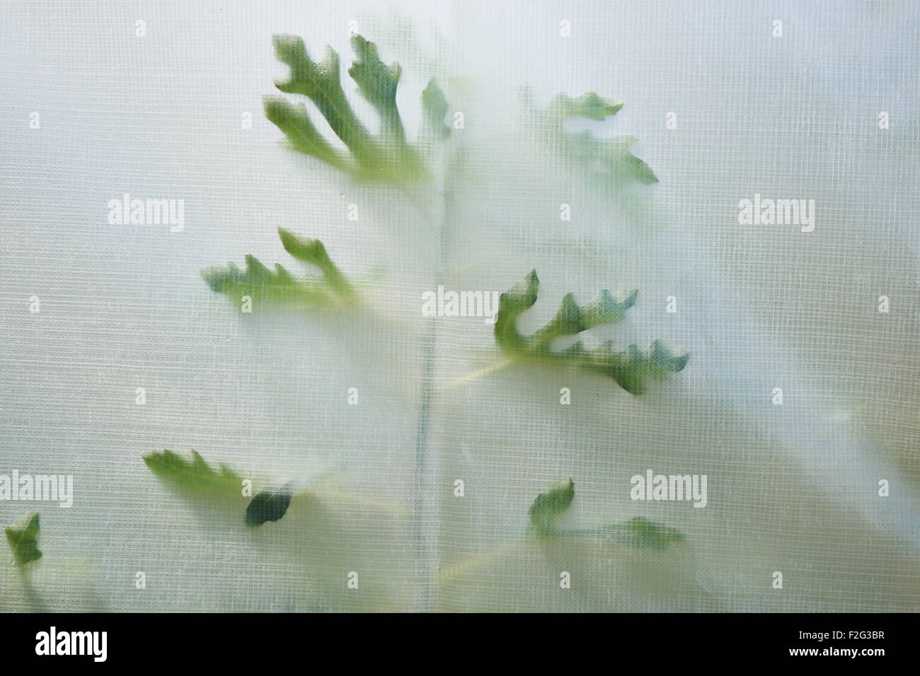 Fig trees in an orchard. Westminster, Maryland, USA Stock Photo