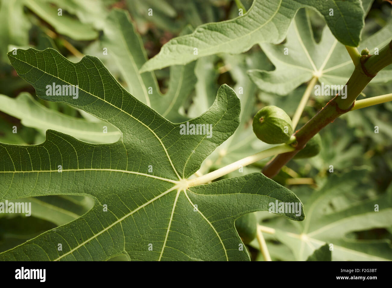 Fig trees in an orchard. Westminster, Maryland, USA Stock Photo Alamy