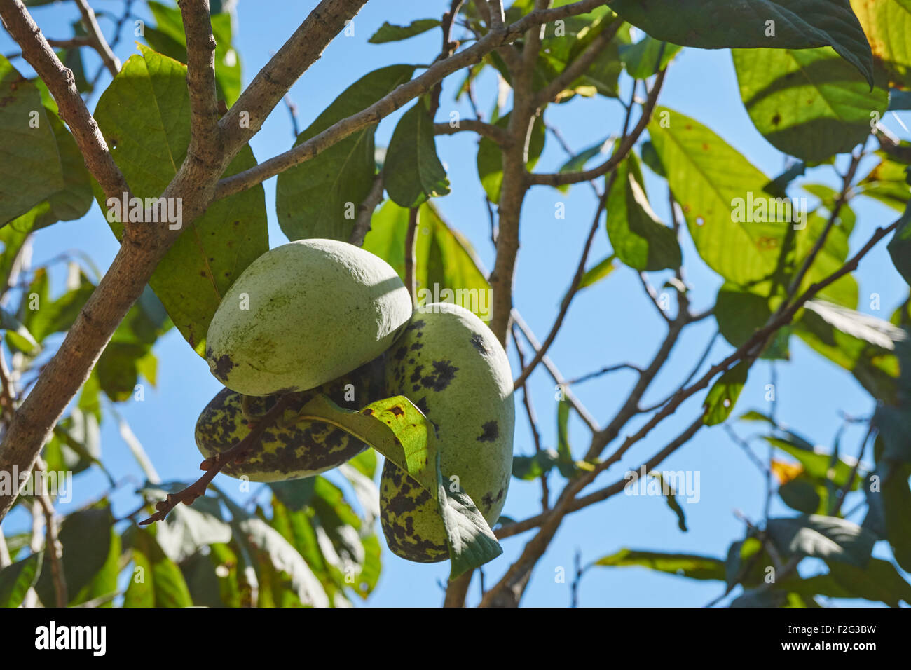 pawpaw fruit ripening in an orchard, Maryland, USA Stock Photo