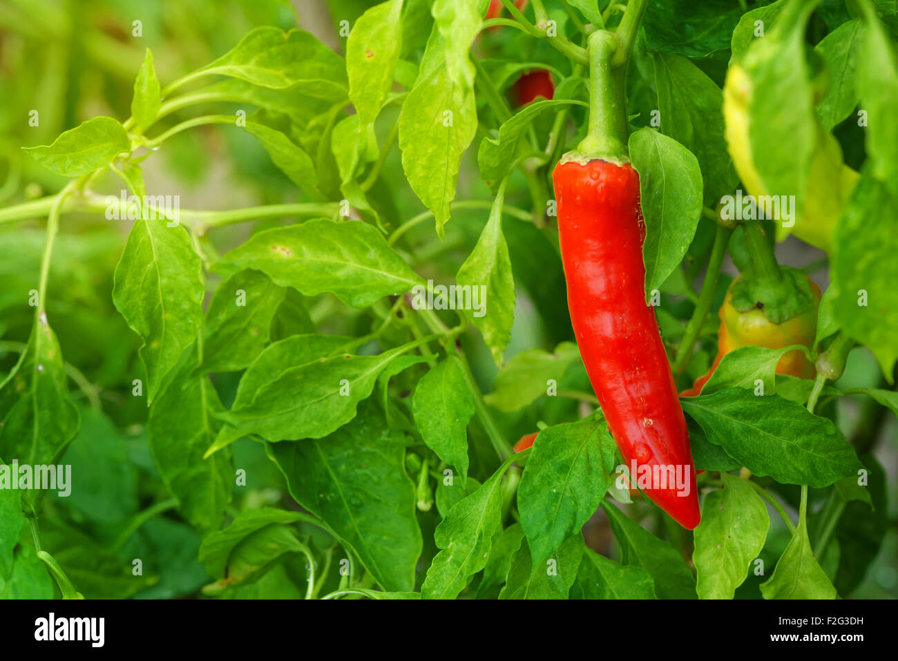 Organic red pepper homegrown in garden, selective focus, early morning sunlight Stock Photo