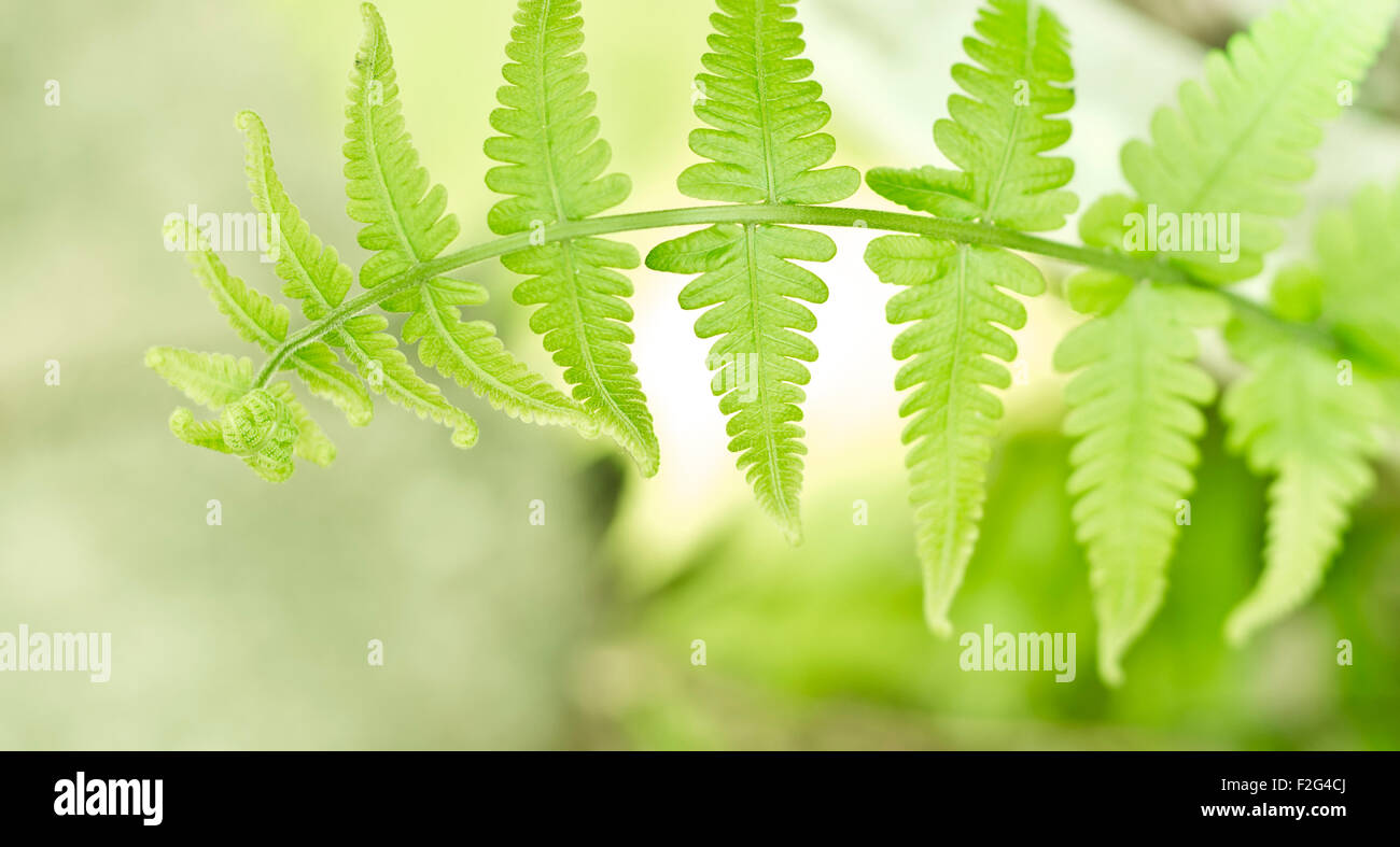 Fern leaf background hi-res stock photography and images - Alamy