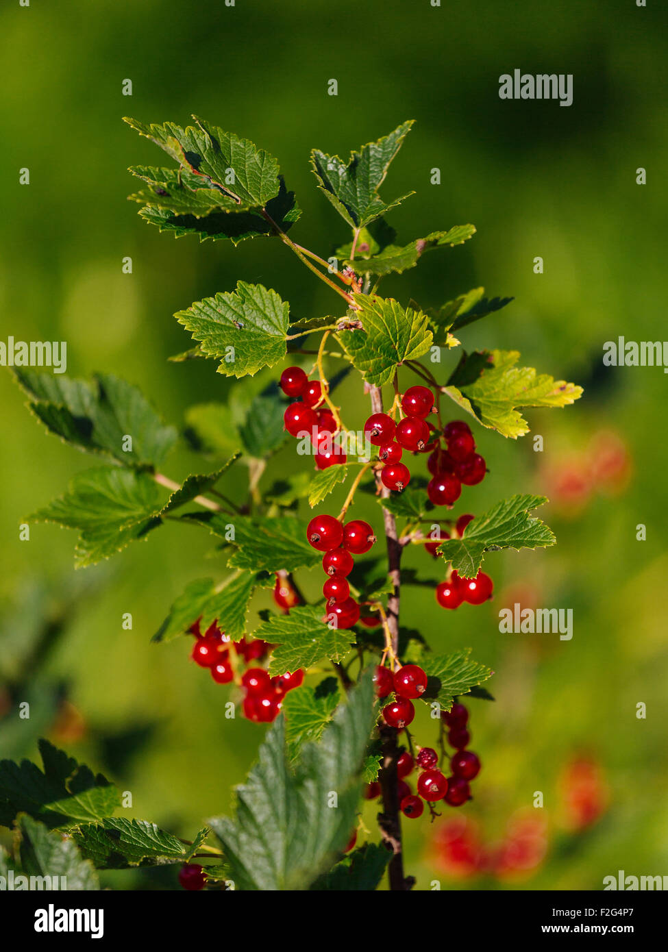 Berries on stems hi-res stock photography and images - Alamy