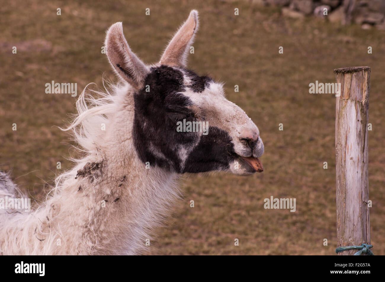 A Llama Chewing And Sticking Out Its Tongue Making A Funny Face On A Farm Stock Photo Alamy