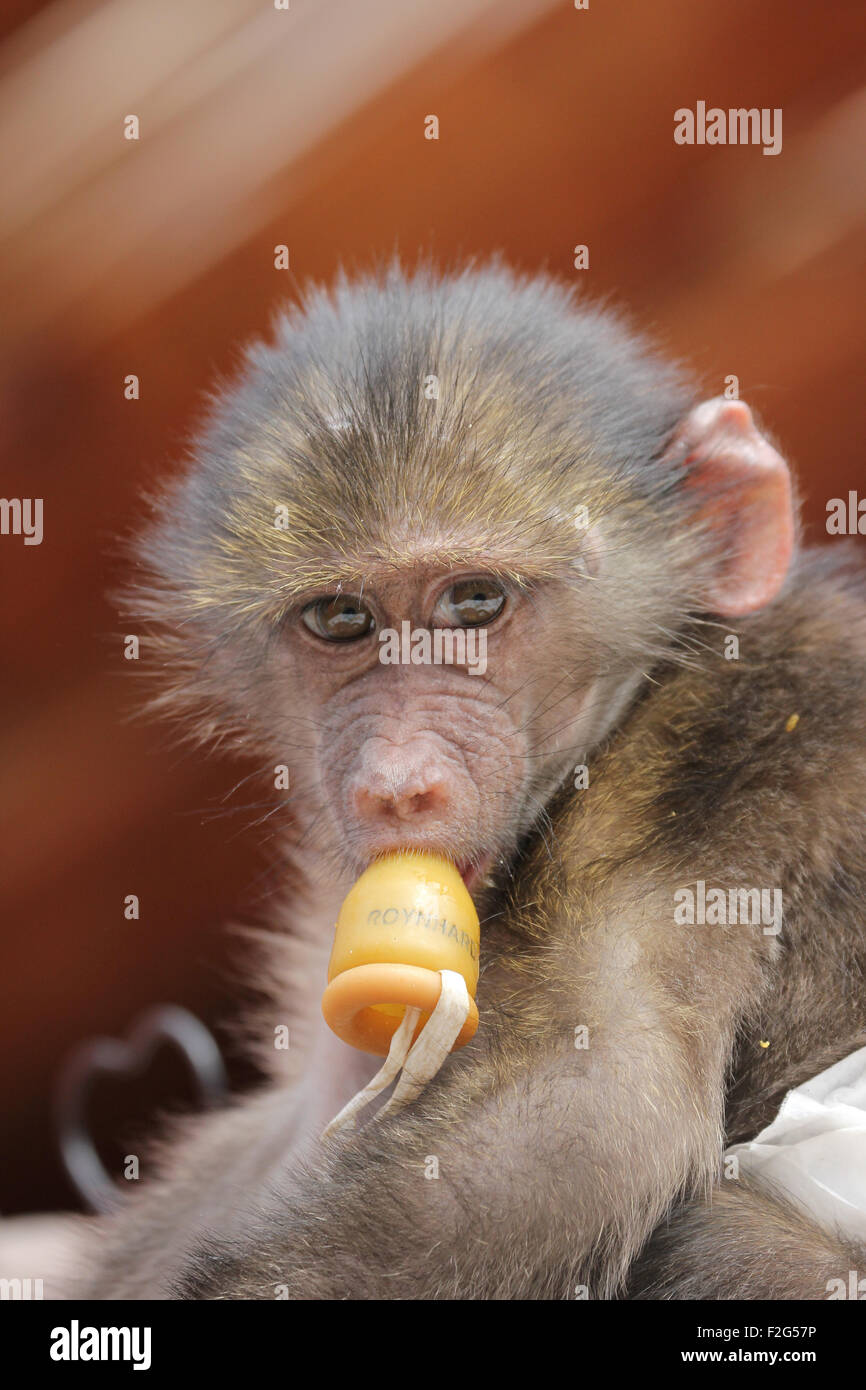 Cute Baby Monkey Beeing Fed In A Wildlife Sanctuary Stock Photo Alamy Cute Baby Monkey Beeing Fed In A Wildlife Sanctuary Stock Photo Alamy