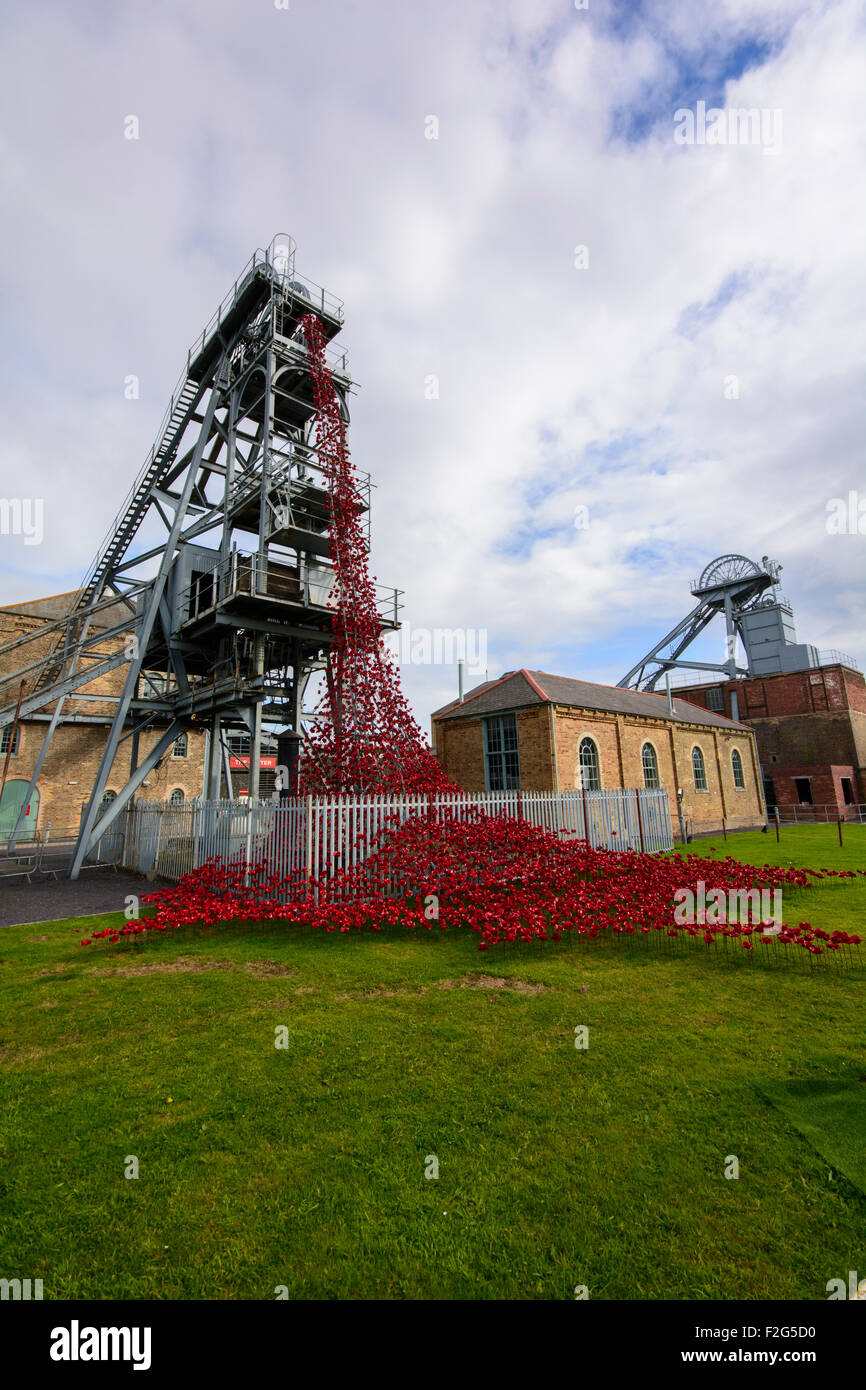 Weeping Window Poppies at Woodhorn Stock Photo
