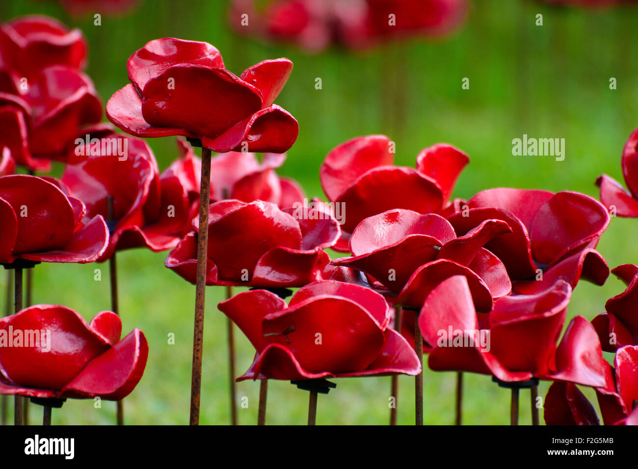 Weeping Window Poppies at Woodhorn Stock Photo