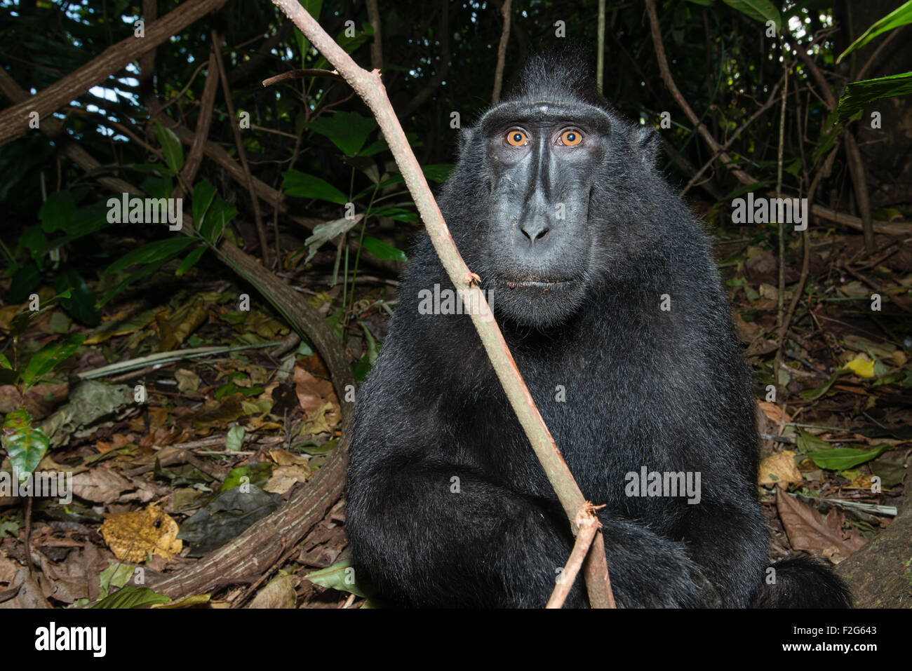 a Single black crested macaque also known as the celebes black macaque relaxes on the ground in the tropical forest Stock Photo