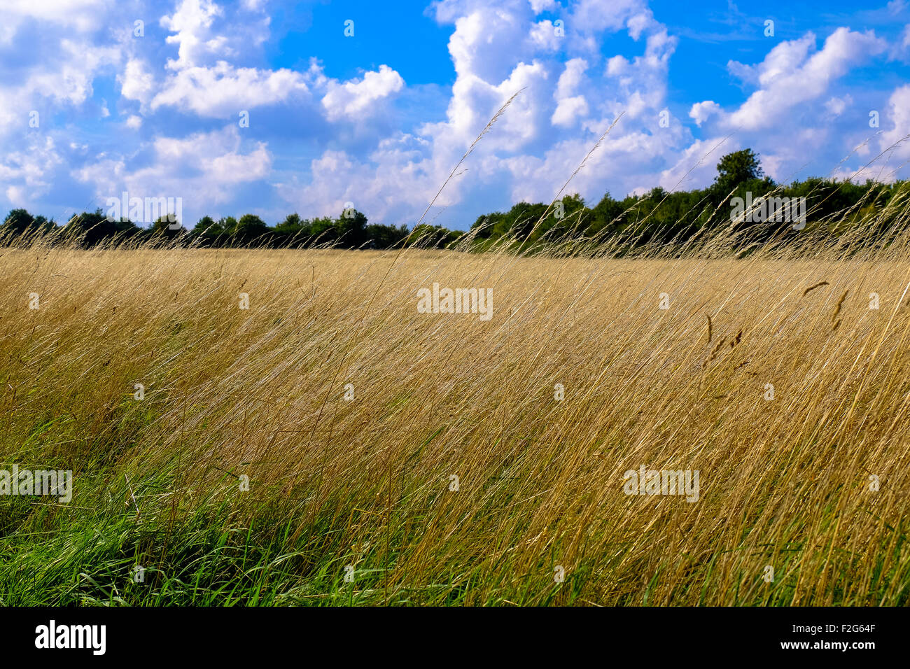 English countryside summer hi-res stock photography and images - Alamy