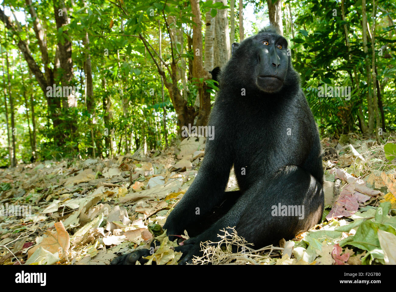 a Single black crested macaque also known as the celebes black macaque relaxes on the ground in the tropical forest Stock Photo