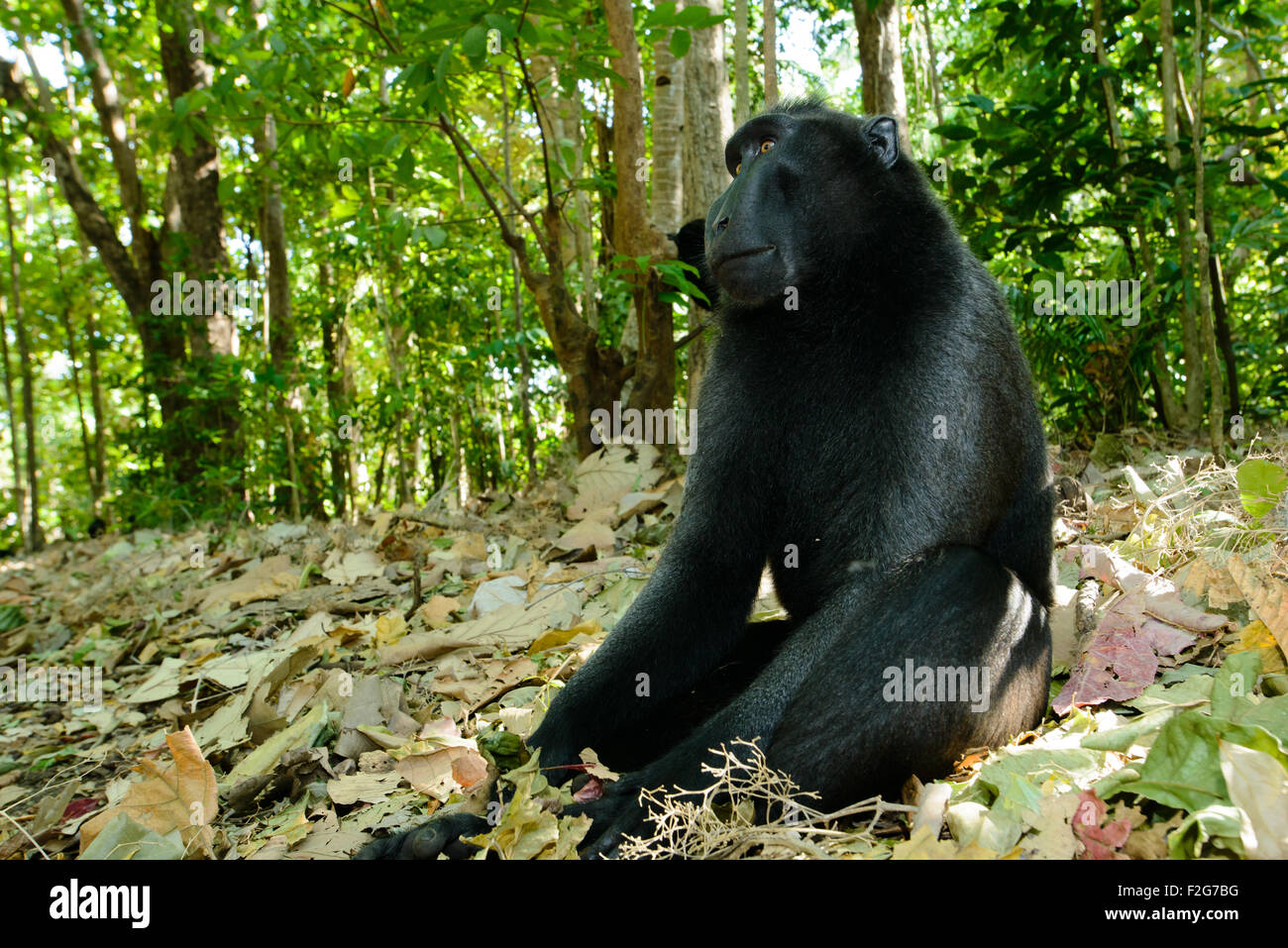 a Single black crested macaque also known as the celebes black macaque relaxes on the ground in the tropical forest Stock Photo