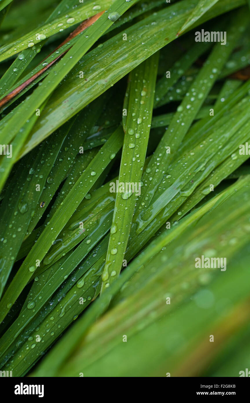 Water droplets from the rain lie on wet green leaves. Stock Photo