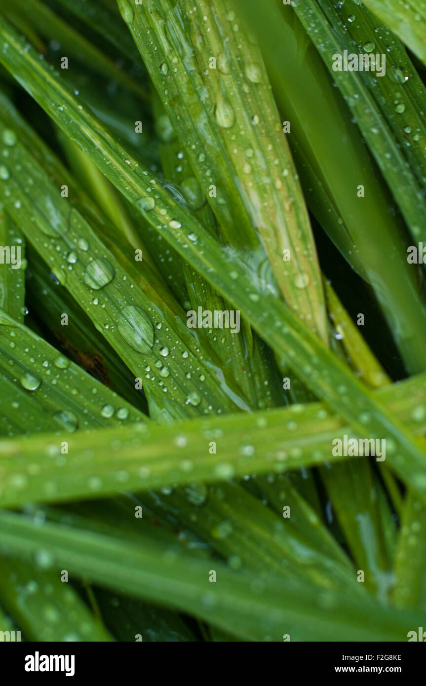 Water droplets from the rain lie on wet green leaves. Stock Photo