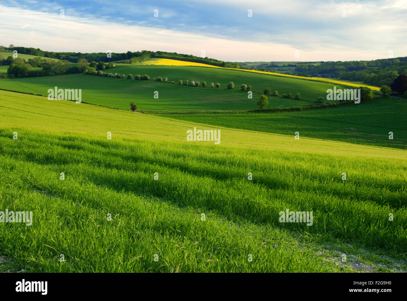 A view over fields of Barley and oilseed rape near Waltham in Kent Stock Photo
