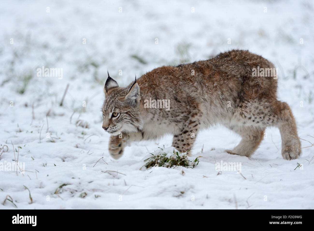 Young Eurasian Lynx / Eurasischer Luchs ( Lynx lynx ) hunting for mice on snow covered ground. Stock Photo