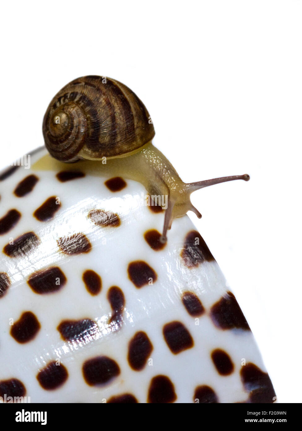 Baby Garden Snail, approx 4 weeks old (helix aspersa/cornu aspersum) on