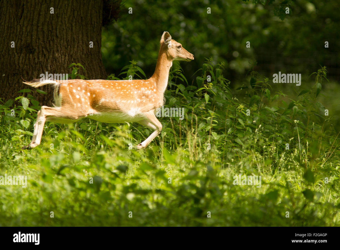 fallow deer in the woods Stock Photo Alamy