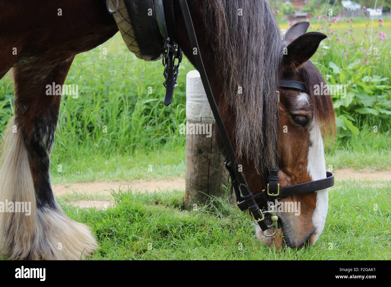 Clydesdale horse on towpath, pulling canal boat down the navigable