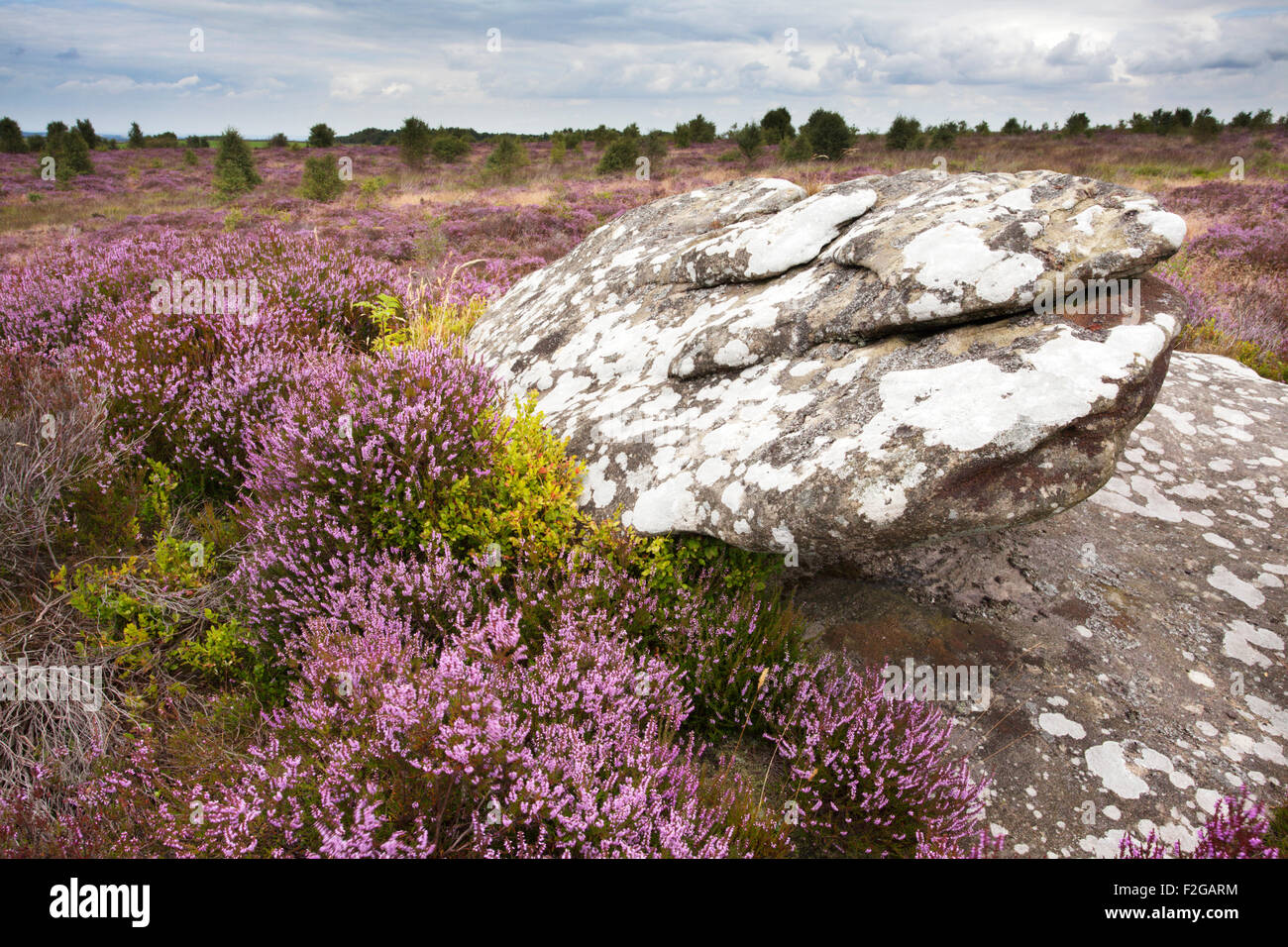Gritstone Boulder and Heather on Brimham Moor Nidderdale North Yorkshire England Stock Photo