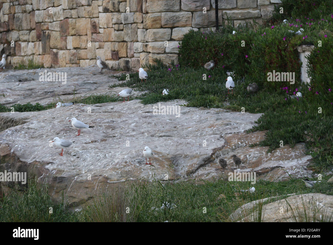 During Spring hundreds of seagulls build nests along the cliffs on Cockatoo Island in Sydney, Australia. Stock Photo