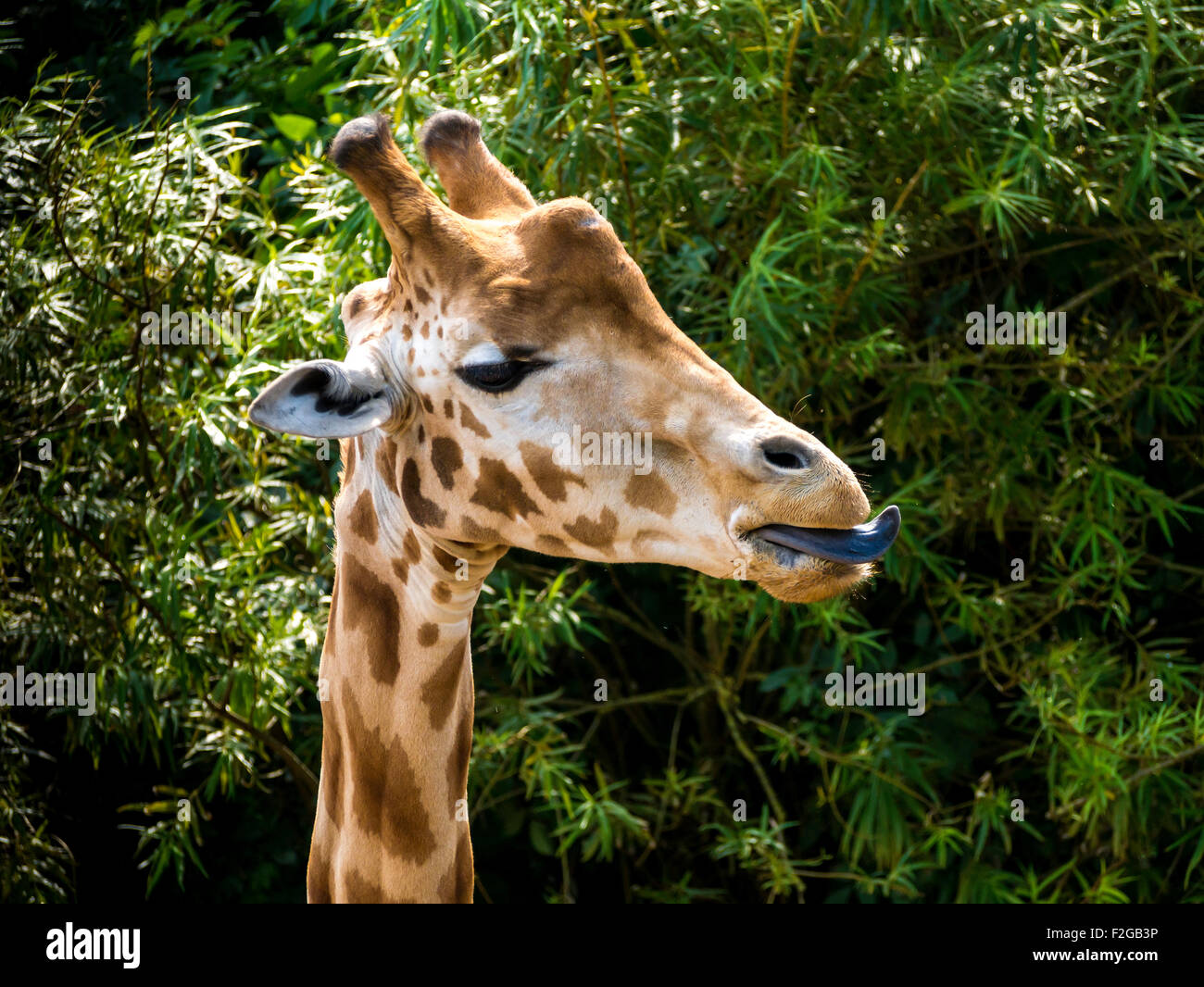 Portrait of a Giraffe, Giraffa camelopardalis reticulata, at South Lakes Zoo Dalton Cumbria UK Stock Photo
