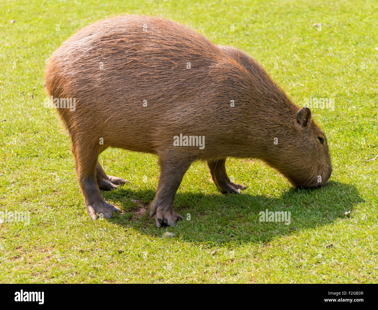 A capybara (Hydrochoerus hydrochaeris)  the largest rodent in the world, grazing at Dalton Zoo Cumbria Stock Photo