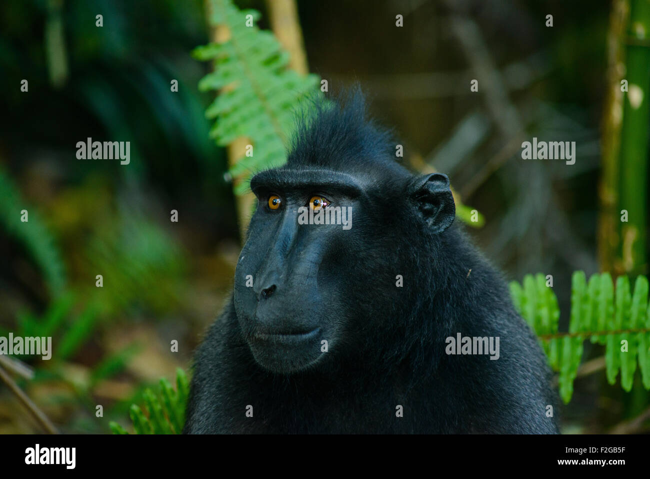 Black crested macaques hi-res stock photography and images - Alamy