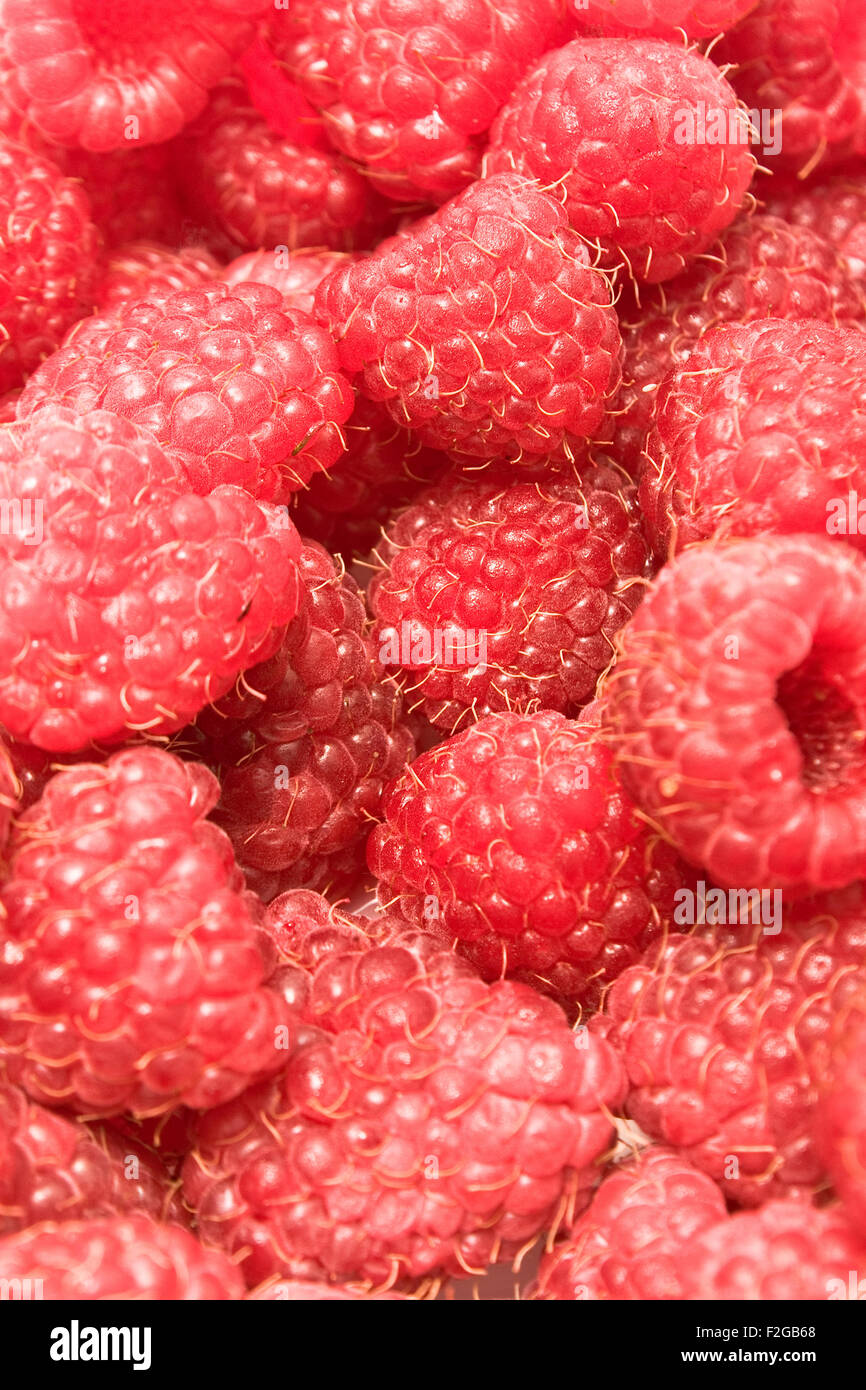 Freshly picked ripe red raspberries Stock Photo