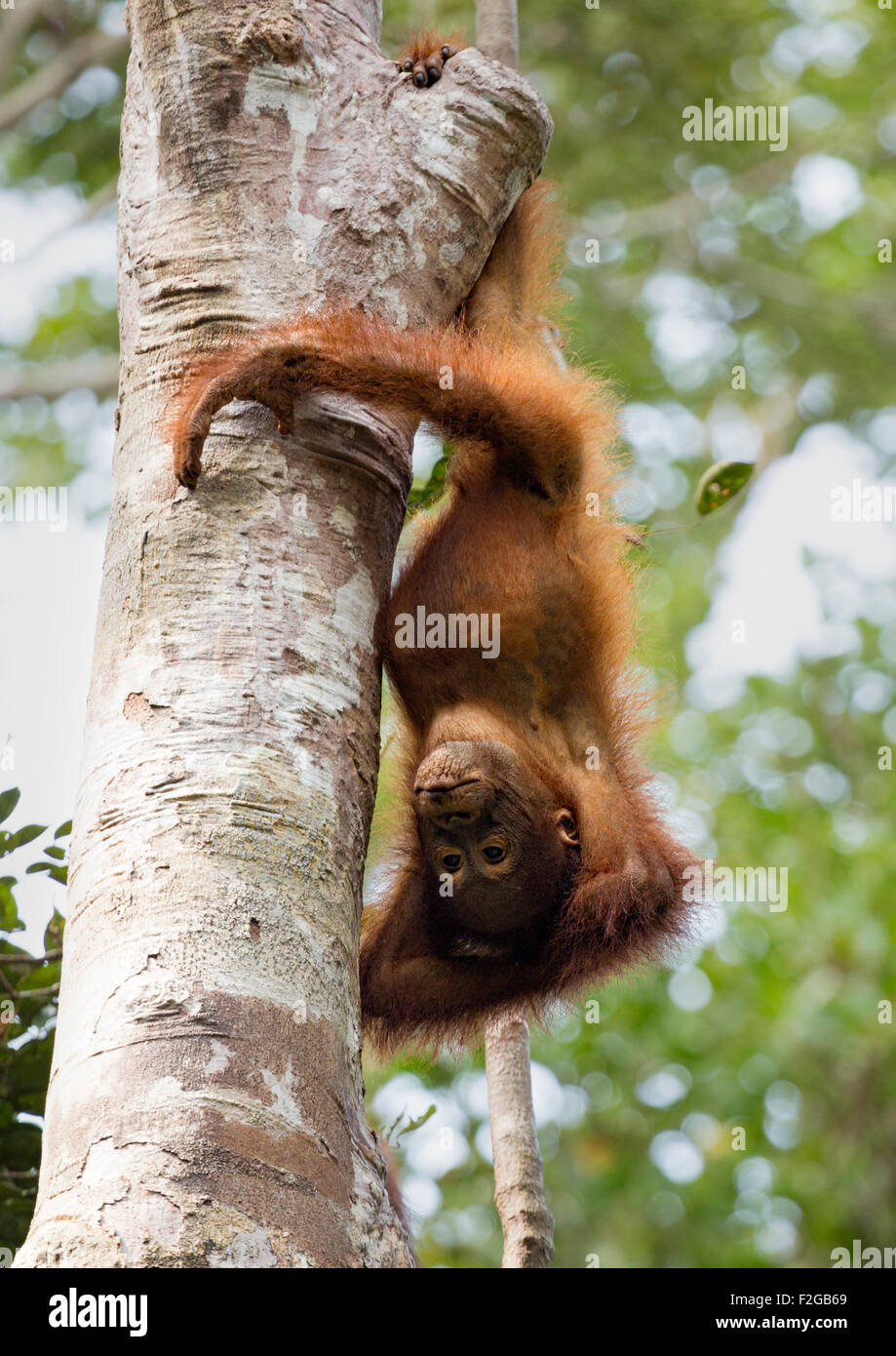Orangutan child playing and hanging upside down from tree in Borneo Stock Photo