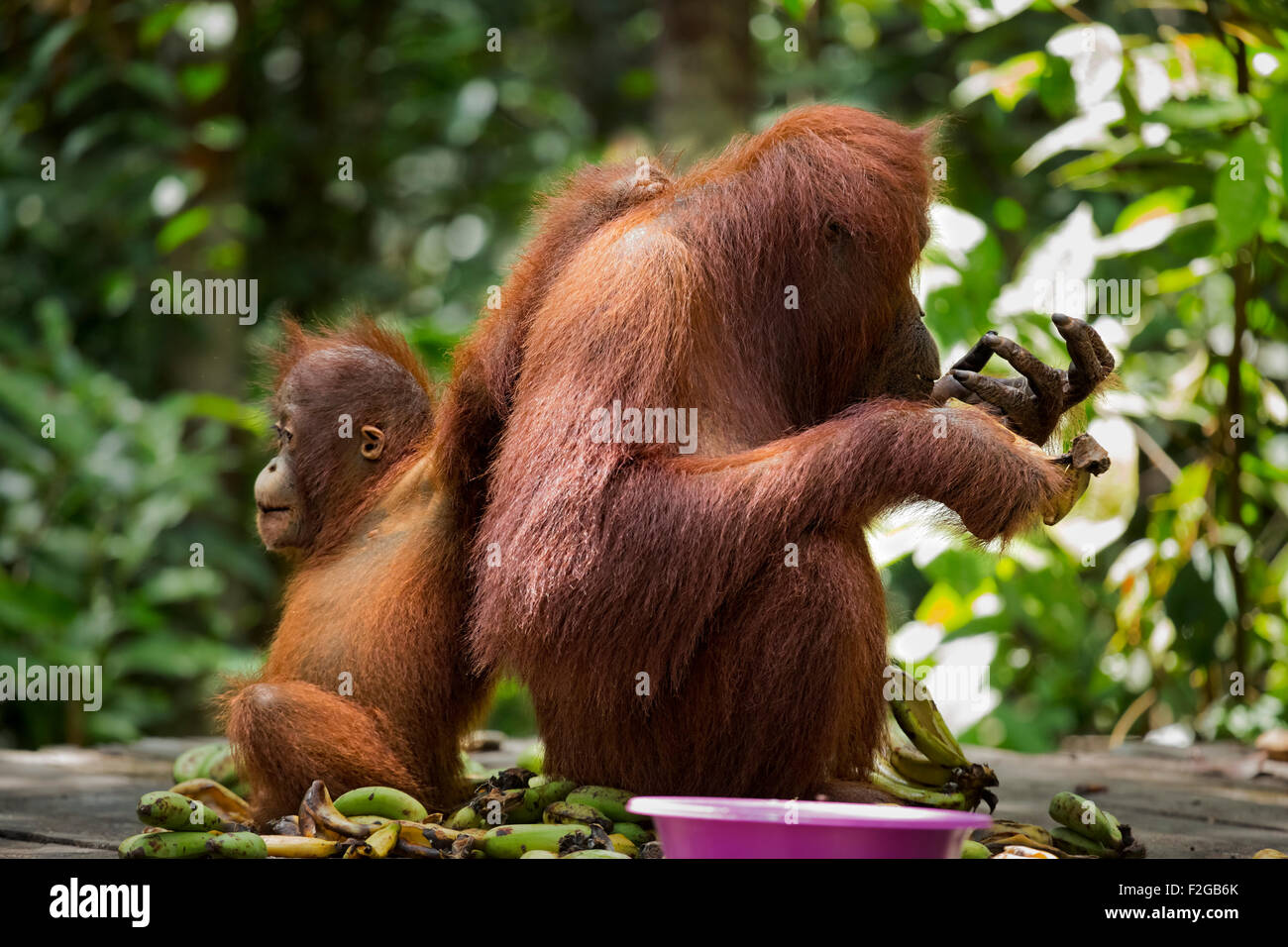 Orangutan Mother and Child at feeding station Stock Photo