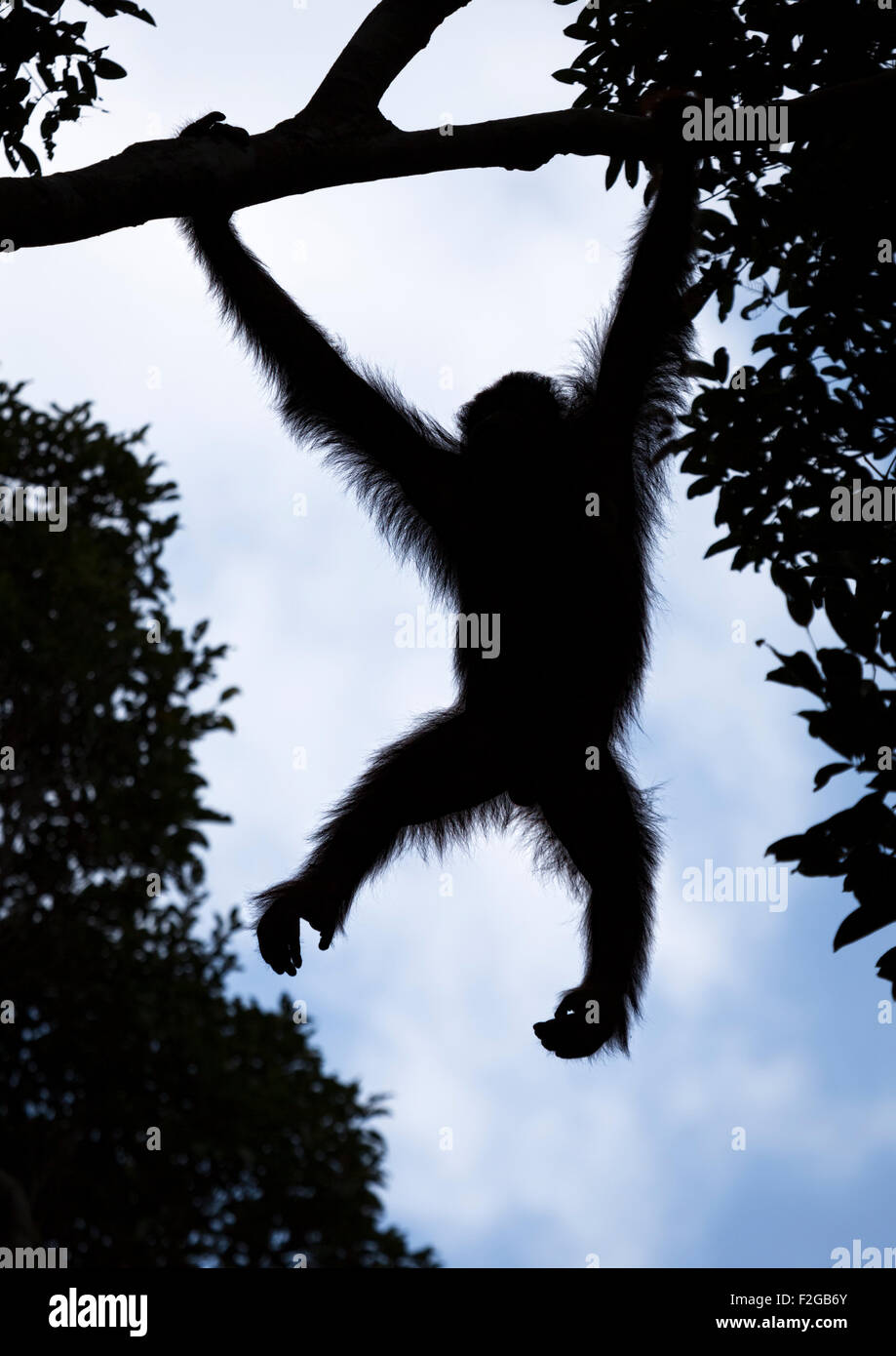 Orangutan silhouette hi-res stock photography and images - Alamy