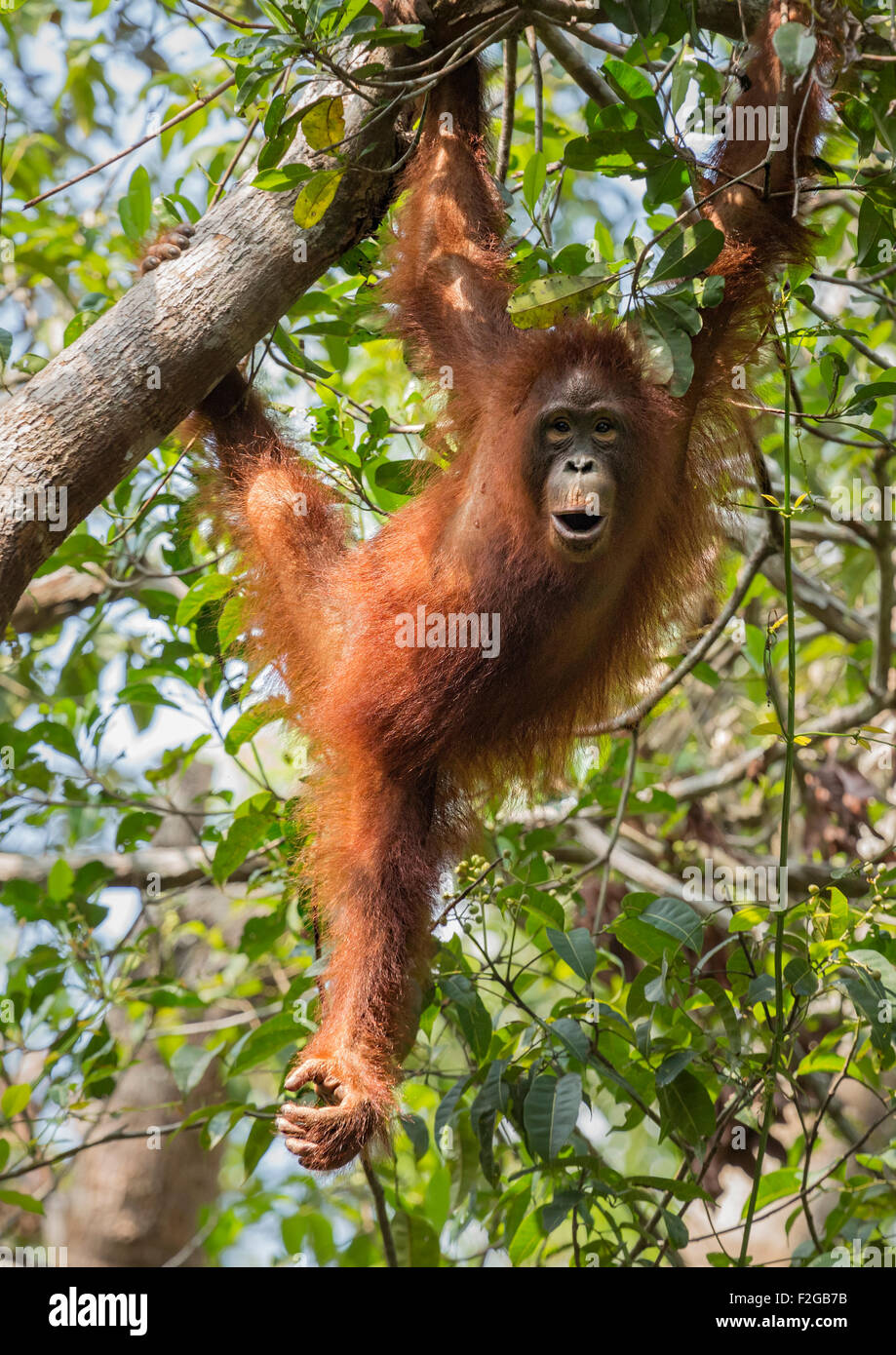 Orangutan juvenile hanging from branch Stock Photo