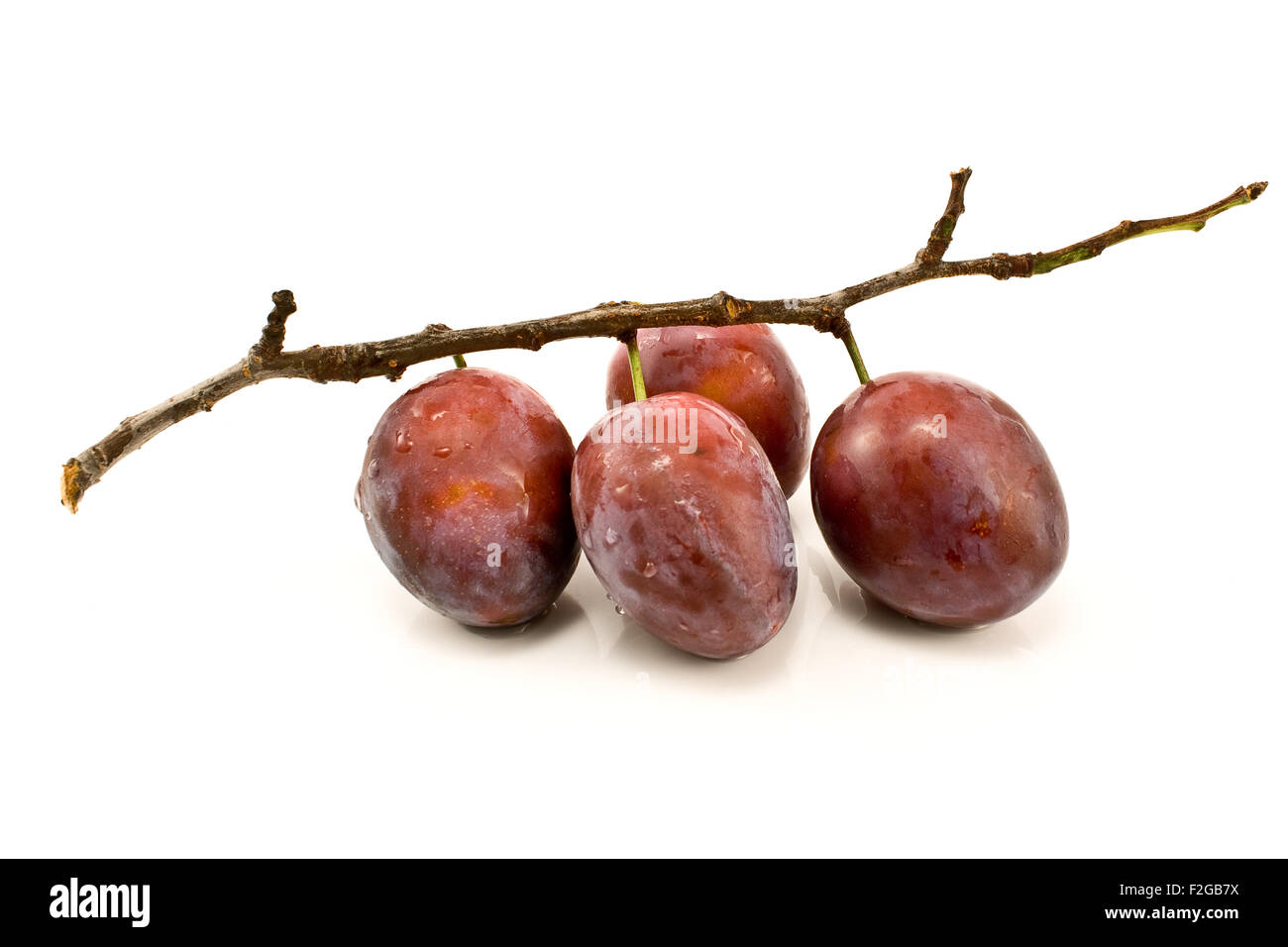 Plums on branch isolated on white Stock Photo Alamy