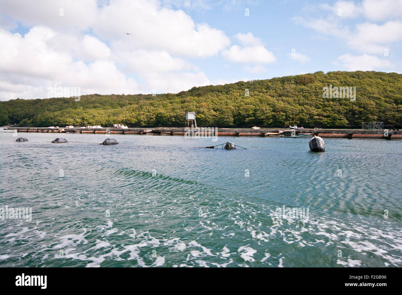 Mussel farm On The River Fal Cornwall England UK Stock Photo