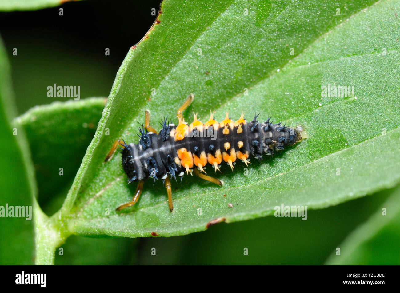 Larvae of the Harlequin Ladybird, on broad bean leaf. These are both predatory and cannibalistic. Somerset UK Stock Photo