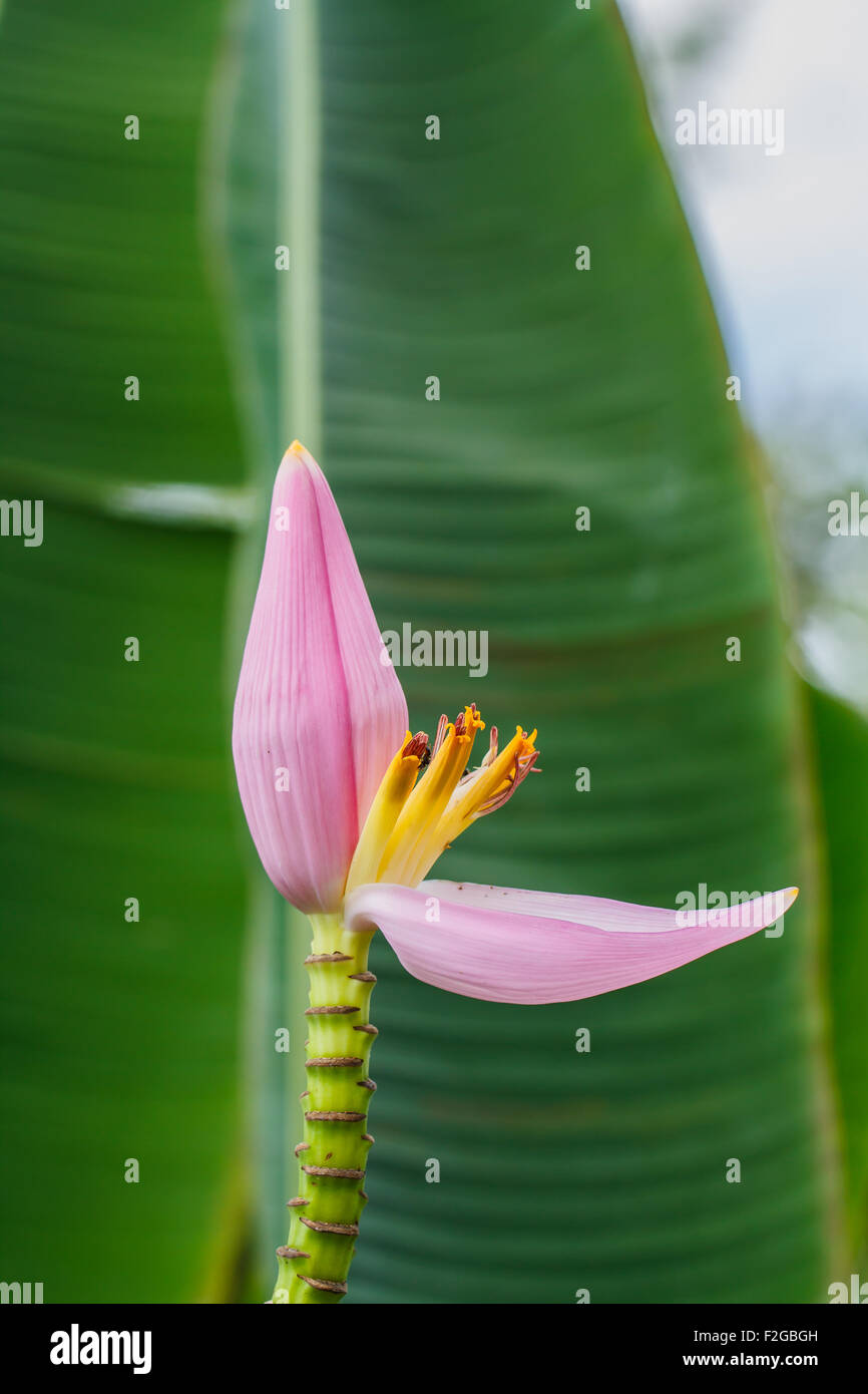 Ornamental banana blossom hires stock photography and images Alamy
