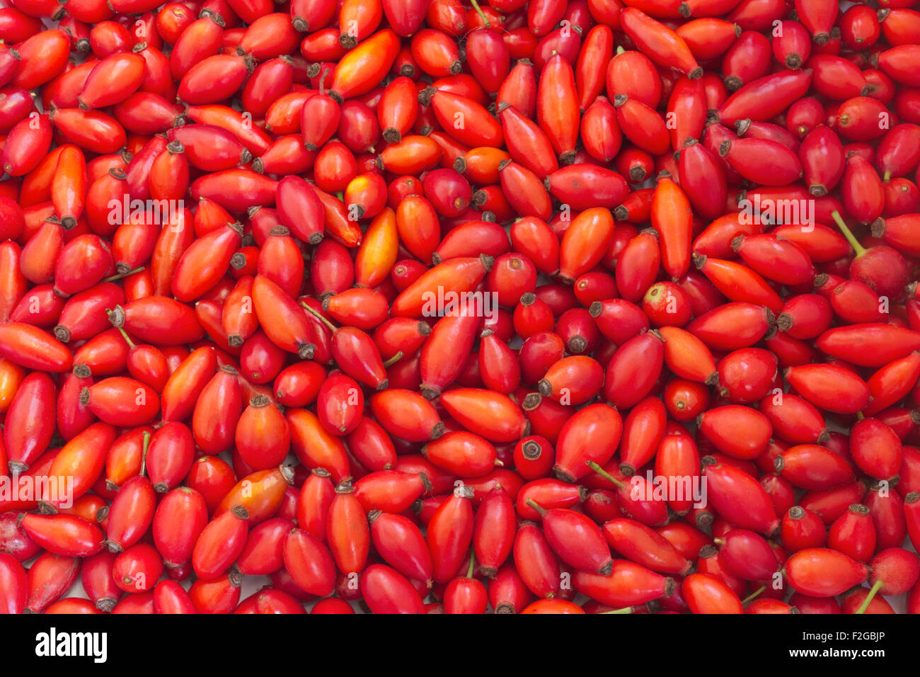 Rose hips Stock Photo