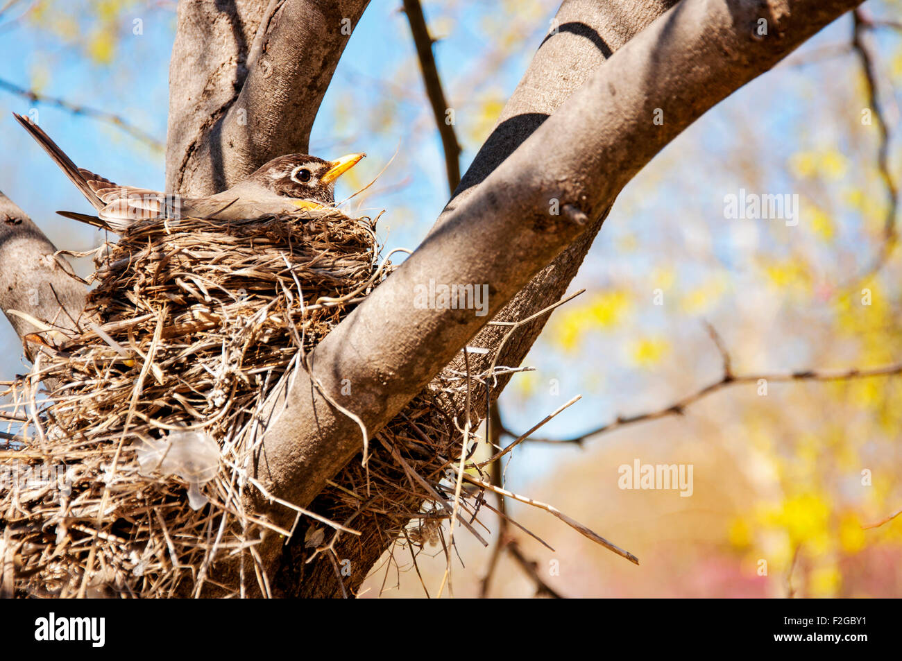 Robin on nest Stock Photo