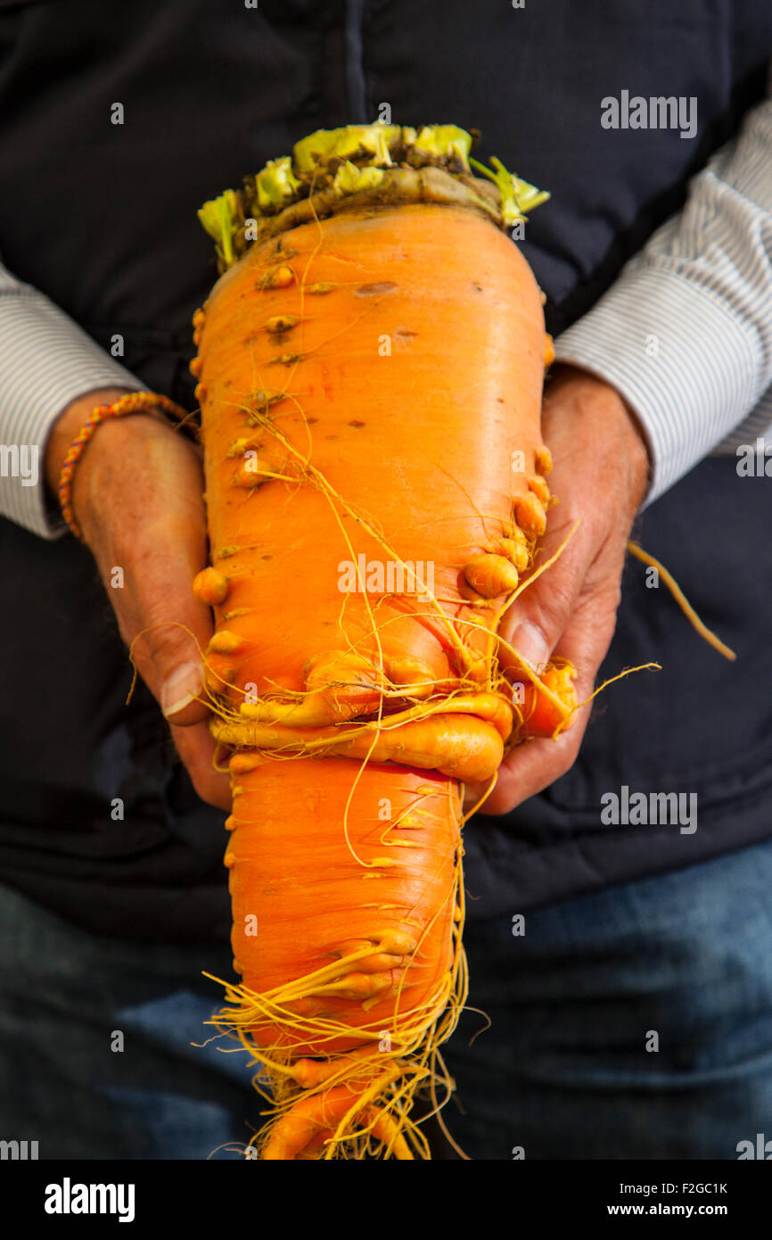Large oversize award winning single carrot Harrogate, Yorkshire, UK. Sept, 2015. Man holds deformed carrot, misshapen, malformed, distorted, crooked, irregular, misproportioned, ill-proportioned, ill-shaped, wonky ugly vegetables. Harrogate Annual Autumn Flower Show, attractions include the giant vegetable competition, and is ranked as one of Britain's top three gardening events. Stock Photo