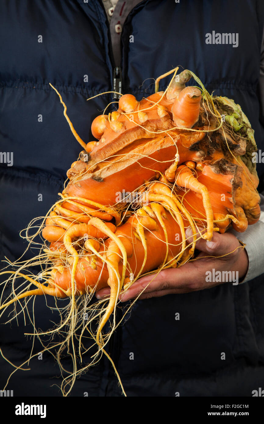 Harrogate, Yorkshire, UK. 18th Sept, 2015. Man holds deformed, misshapen, malformed, distorted, crooked, irregular, misproportioned, ill-proportioned, ill-shaped, wonky ugly vegetables. Harrogate Annual Autumn Flower Show, attractions include the giant vegetable competition, and is ranked as one of Britain's top three gardening events. Stock Photo