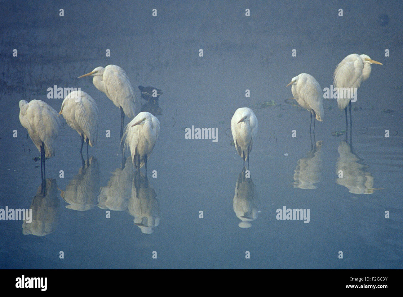 The image of Egrets was taken in Keoladev national park-India Stock Photo