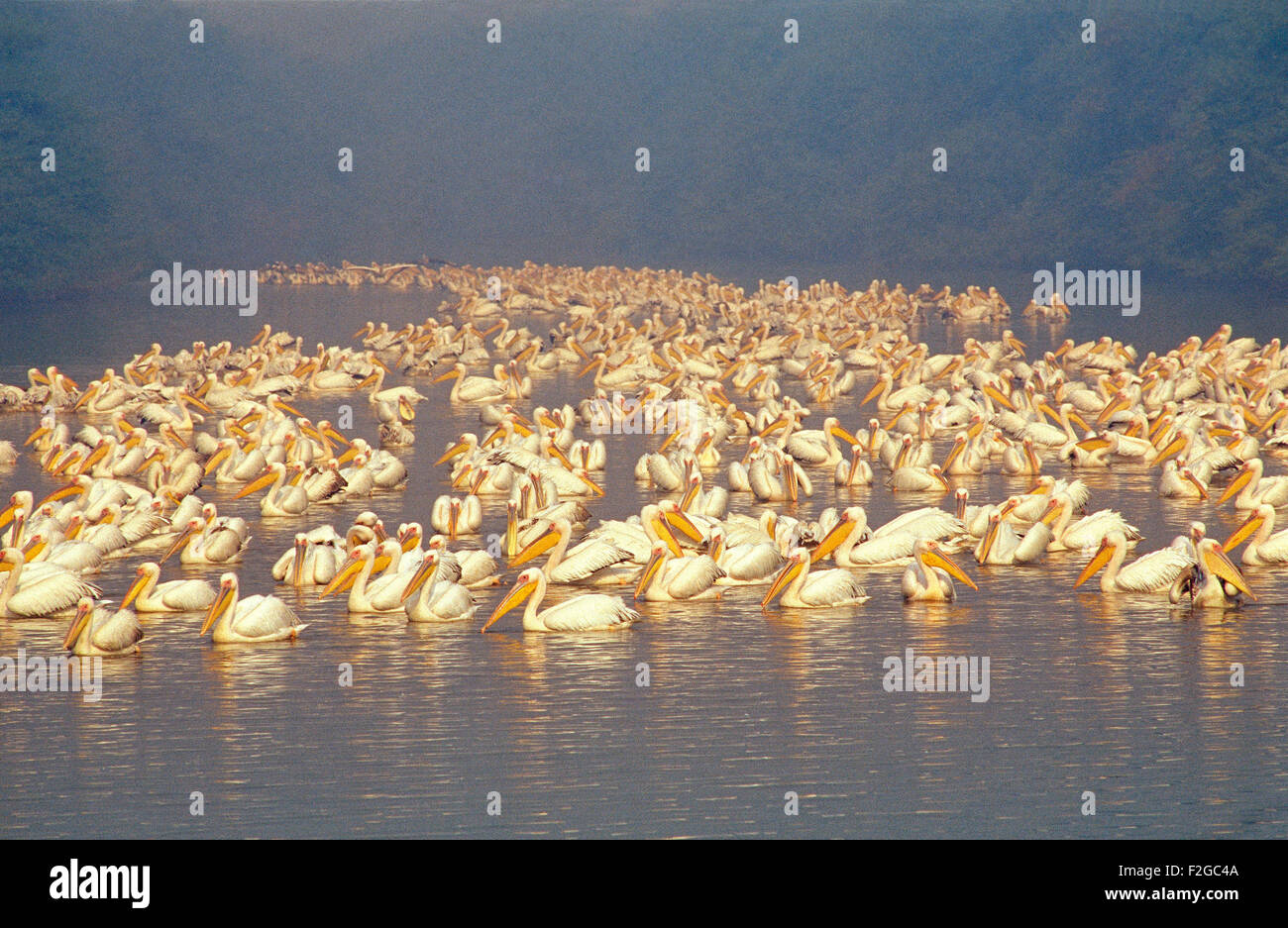 The image of Great White  pelican (  Pelecanus onocrotalus ) was taken in Keoladev national park-India Stock Photo