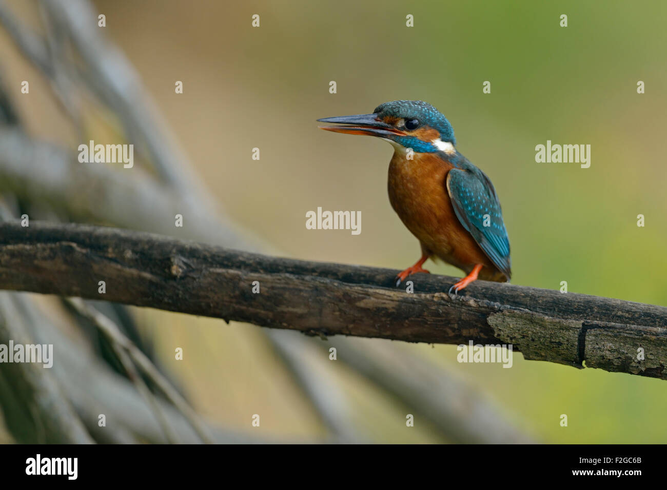 Female Common Kingfisher / Eisvogel  ( Alcedo atthis ) standing on tree roots calling loudly, natural background. Stock Photo