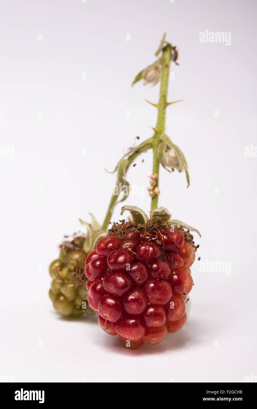 vertical of wild raspberry on white background Stock Photo